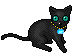 Black Cat Picture