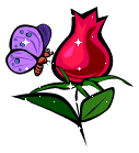 Butterfly And Rose