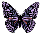 Purple Tones Butterfly Picture