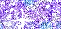 Purple Pale